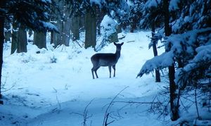Klikni pro velký obrázek