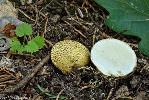 Klikni pro velký obrázek