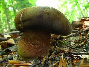 Klikni pro velký obrázek