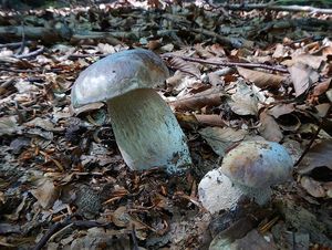 Klikni pro velký obrázek