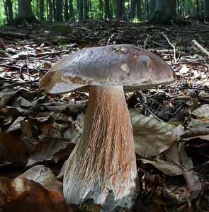 Klikni pro velký obrázek