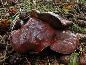 Klikni pro velký obrázek