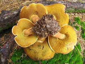 Klikni pro velký obrázek