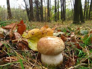 Klikni pro velký obrázek