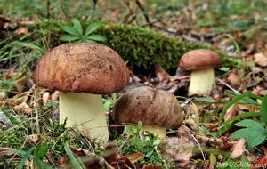 Klikni pro velký obrázek