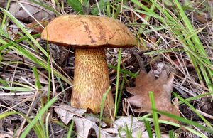 Klikni pro velký obrázek