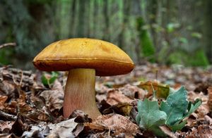 Klikni pro velký obrázek