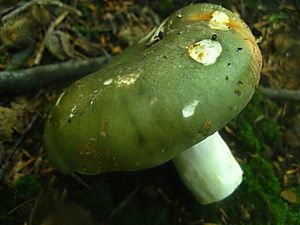 Klikni pro velký obrázek