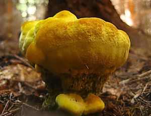 Klikni pro velký obrázek