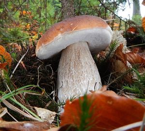 Klikni pro velký obrázek