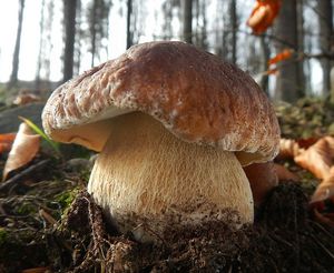 Klikni pro velký obrázek