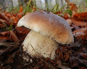 Klikni pro velký obrázek