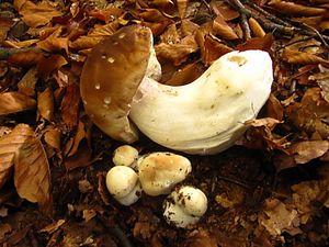 Klikni pro velký obrázek