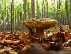 Klikni pro velký obrázek