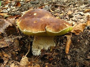 Klikni pro velký obrázek