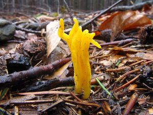 Klikni pro velký obrázek