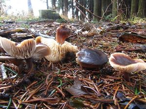 Klikni pro velký obrázek