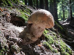 Klikni pro velký obrázek