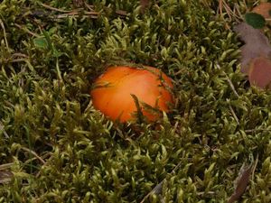 Muchomůrka červená zlatová - Amanita muscaria var. aureola (Kalchbr.) Quél.