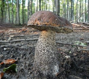 Klikni pro velký obrázek