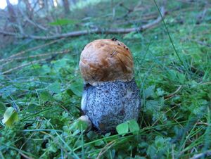 Klikni pro velký obrázek