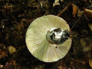 Klikni pro velký obrázek