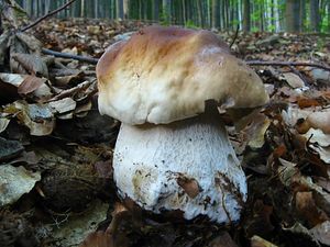 Klikni pro velký obrázek