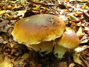 Klikni pro velký obrázek