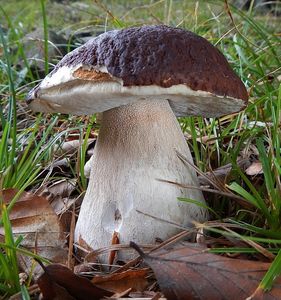 Hřib smrkový - Boletus edulis Bull. 1782