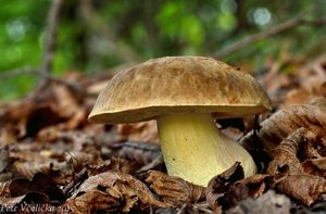 Klikni pro velký obrázek