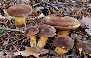 Klikni pro velký obrázek