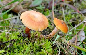 Klikni pro velký obrázek