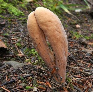 Klikni pro velký obrázek