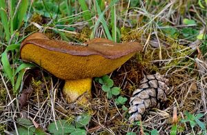 Klikni pro velký obrázek