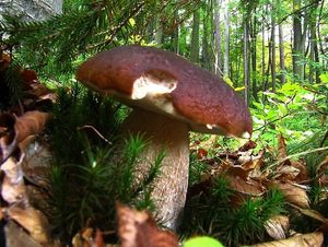 Klikni pro velký obrázek