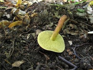 Klikni pro velký obrázek