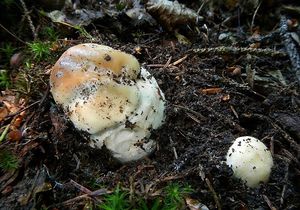 Klikni pro velký obrázek