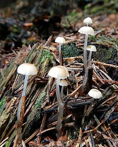 Klikni pro velký obrázek