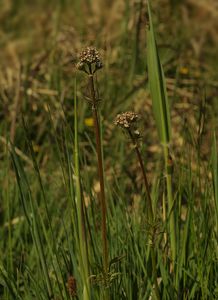 Kozlík dvoudomý (Valeriana dioica L.)