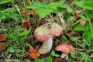 Klikni pro velký obrázek