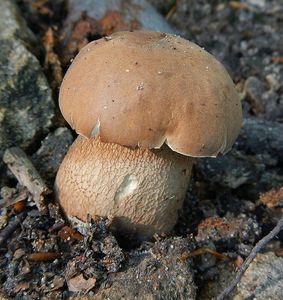 Klikni pro velký obrázek