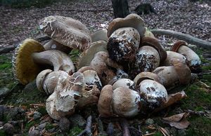 Klikni pro velký obrázek