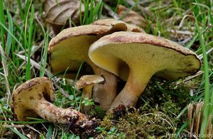 Klikni pro velký obrázek