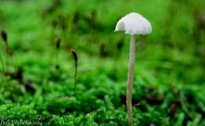 Klikni pro velký obrázek