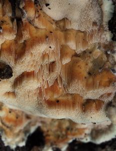 Outkovečka naoranžovělá - Antrodiella mentschulensis (Pilát ex Pilát) Ryvarden