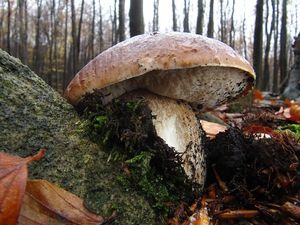 Klikni pro velký obrázek