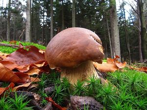 Klikni pro velký obrázek