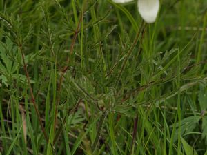 Koniklec alpínský bílý (Pulsatilla alpina subsp. austriaca Aichele et)