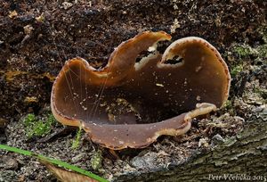 Klikni pro velký obrázek