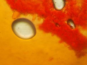 Vláknice stellatospora - Inocybe stellatospora (Peck) Massee (1904)